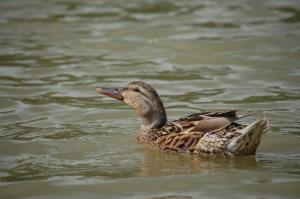 mlakarica (Anas platyrhynchos)